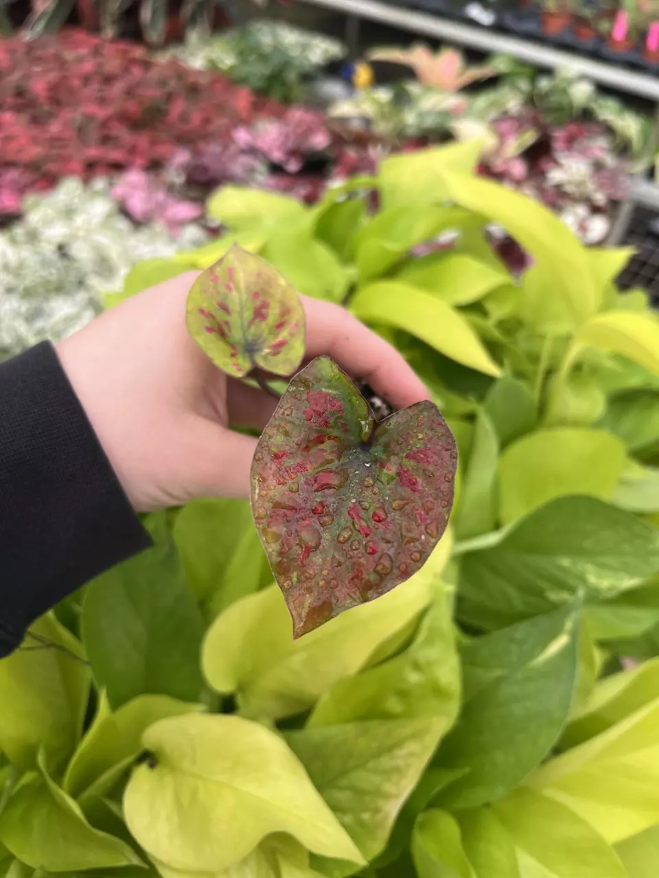 plant/Caladium Thai Red starter plant growers choice-0