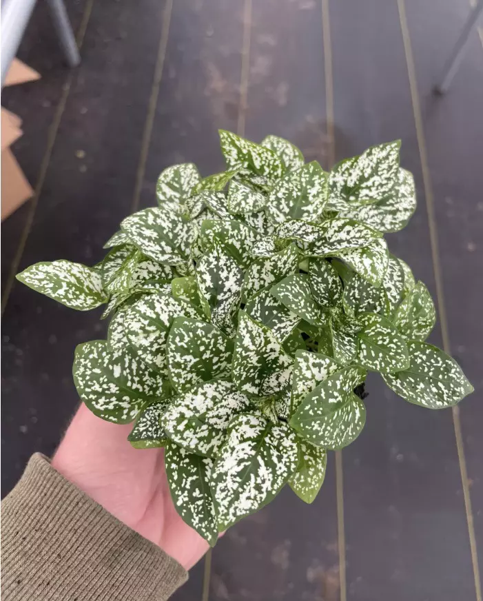plant/Hypoestes White 4” pot growers choice-0