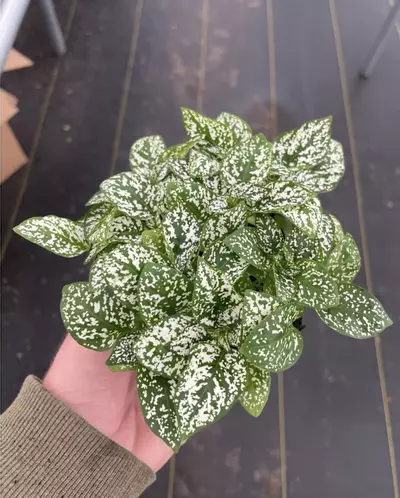 plant/Hypoestes White 4” pot growers choice-0-thumbnail