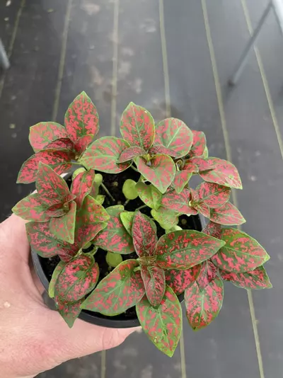 plant/Hypoestes Red 4” pot growers choice-5-thumbnail