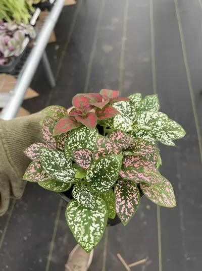 plant/Hypoestes Mixed 4” pot growers choice-3-thumbnail