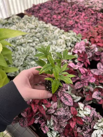 plant/Nandia Domestica ‘Firepower’ starter plant growers choice-2-thumbnail