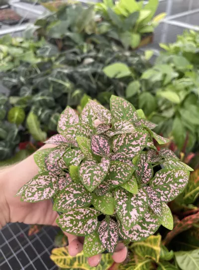 plant/Hypoestes Pink 4” pot growers choice-2-thumbnail