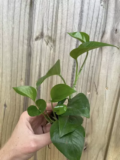 plant/Jade Pothos starter plant growers choice-2-thumbnail