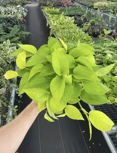 plant/Neon Pothos 6” pot growers choice-1-thumbnail