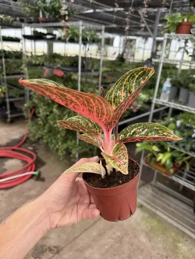 plant/Aglaonema Golden Powder 4” pot growers choice-4-thumbnail