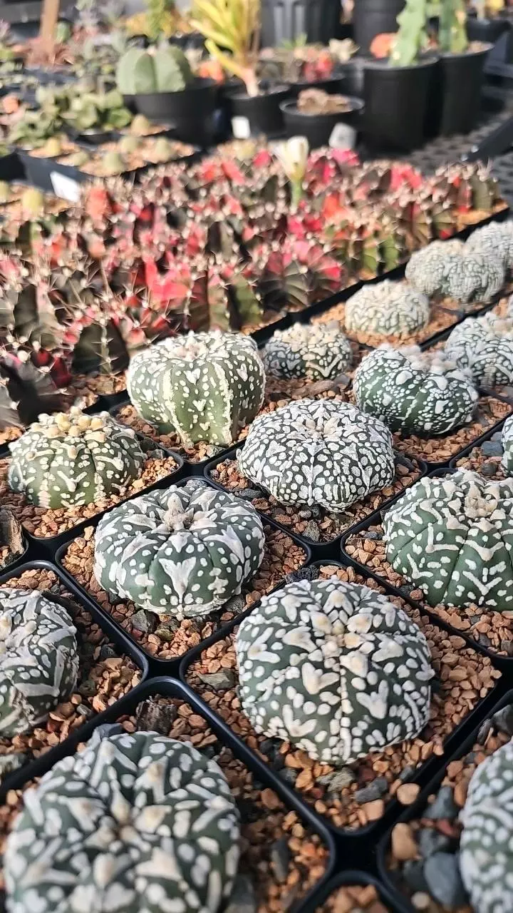 Petal and Pond Live. Lots of Astrophytum, Haworthia, and more