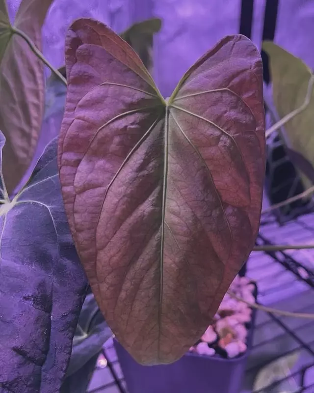 Anthurium Seedling Sale!