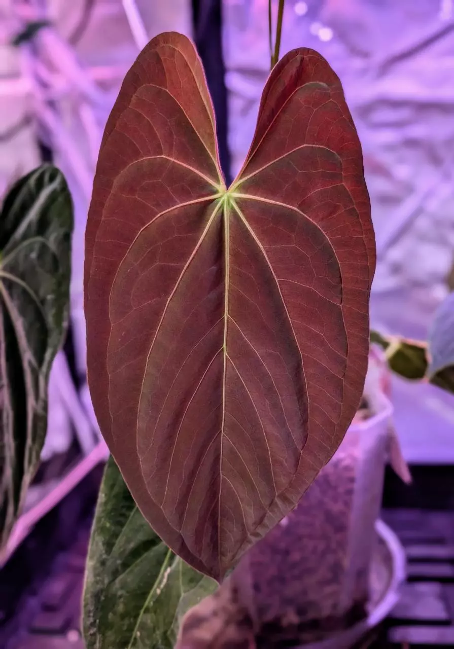 Tuesday Anthurium Live Sale!