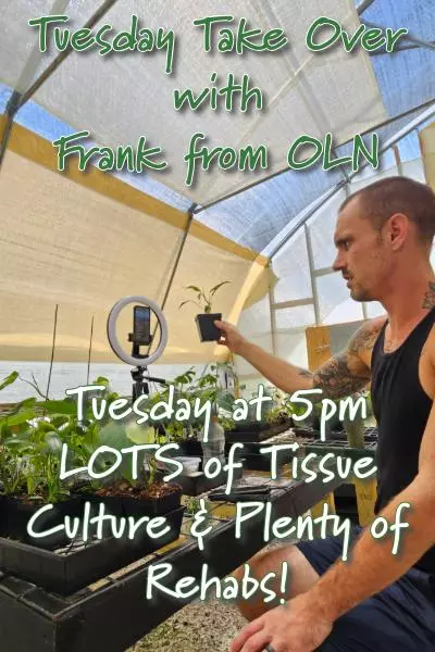 Frank With Orange Lake Nursery Live!🪴