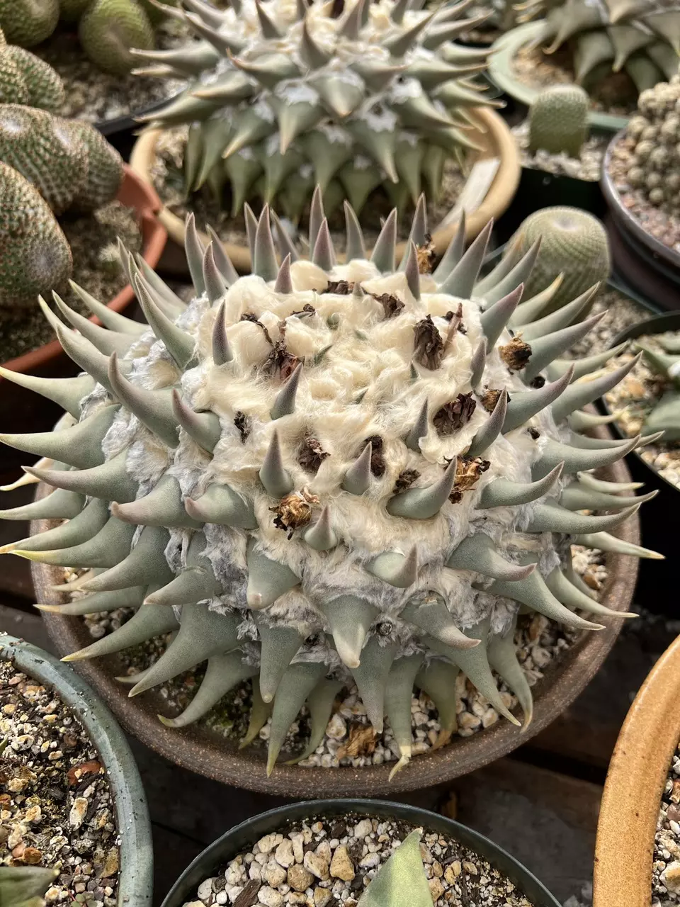 Planta Seca CACTUS sale! 1$ auctions, giveaways and specimen