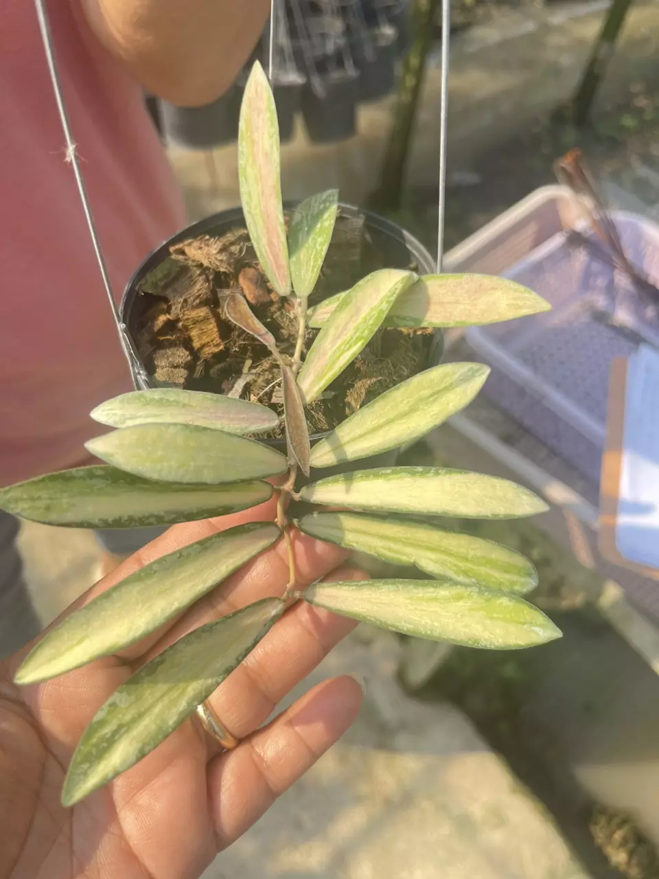 Purple Elephant Plant Co. Florida Nursery