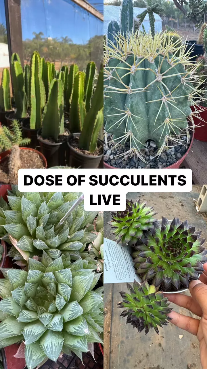 Live  🌵💚