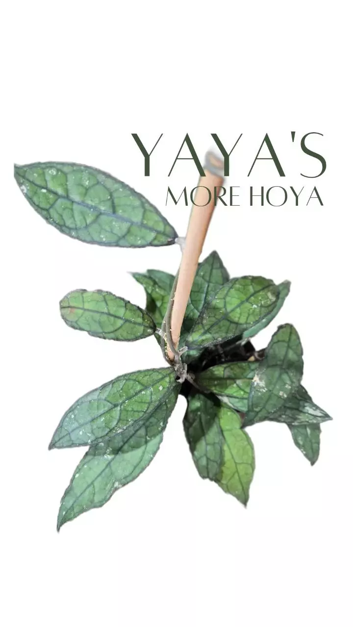 Hoya Starts!!