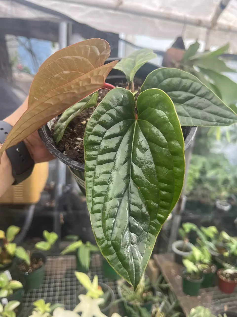 Plant-toberfest