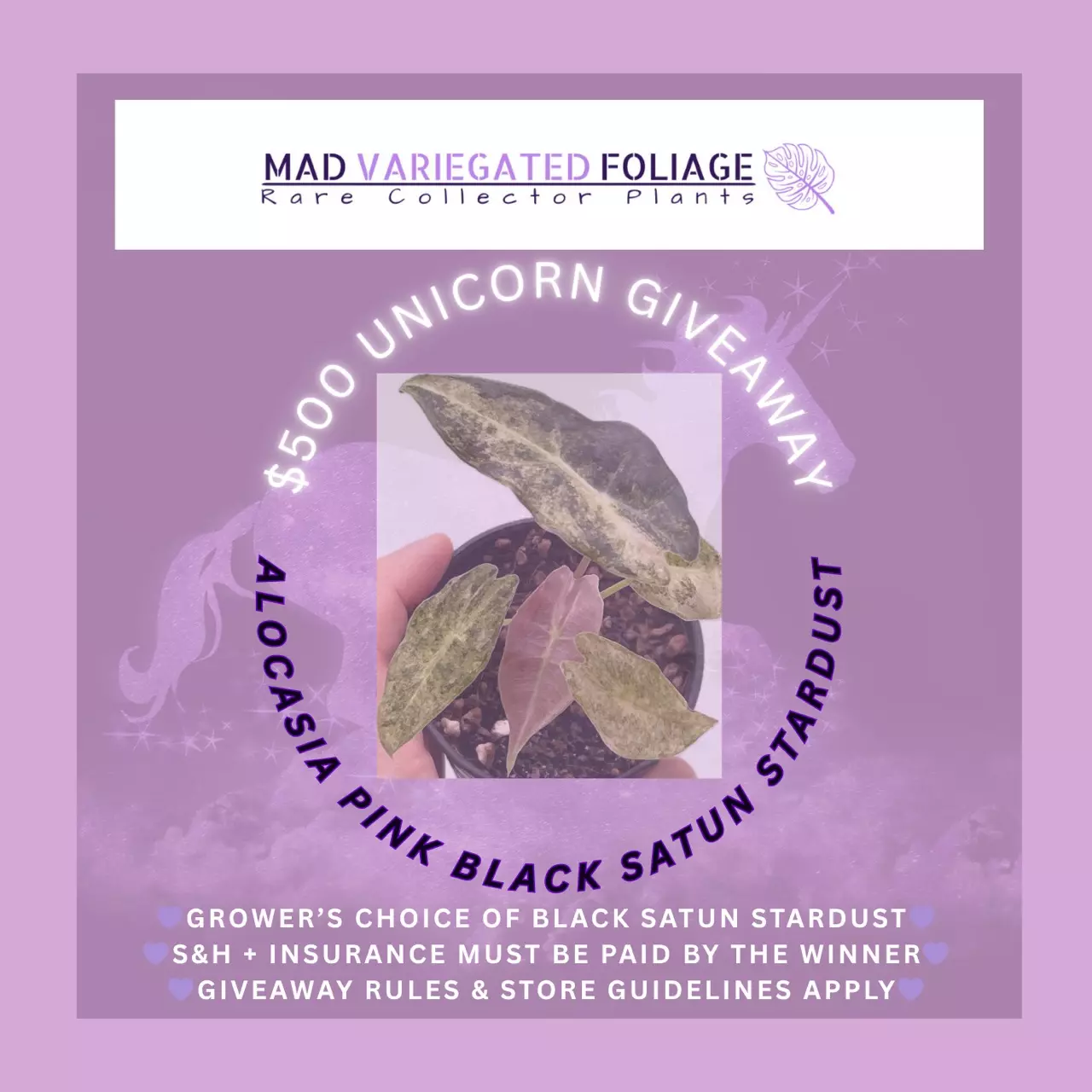 UNICORN ALOCASIAS $1 STARTS DUAL W/ JLUCKY