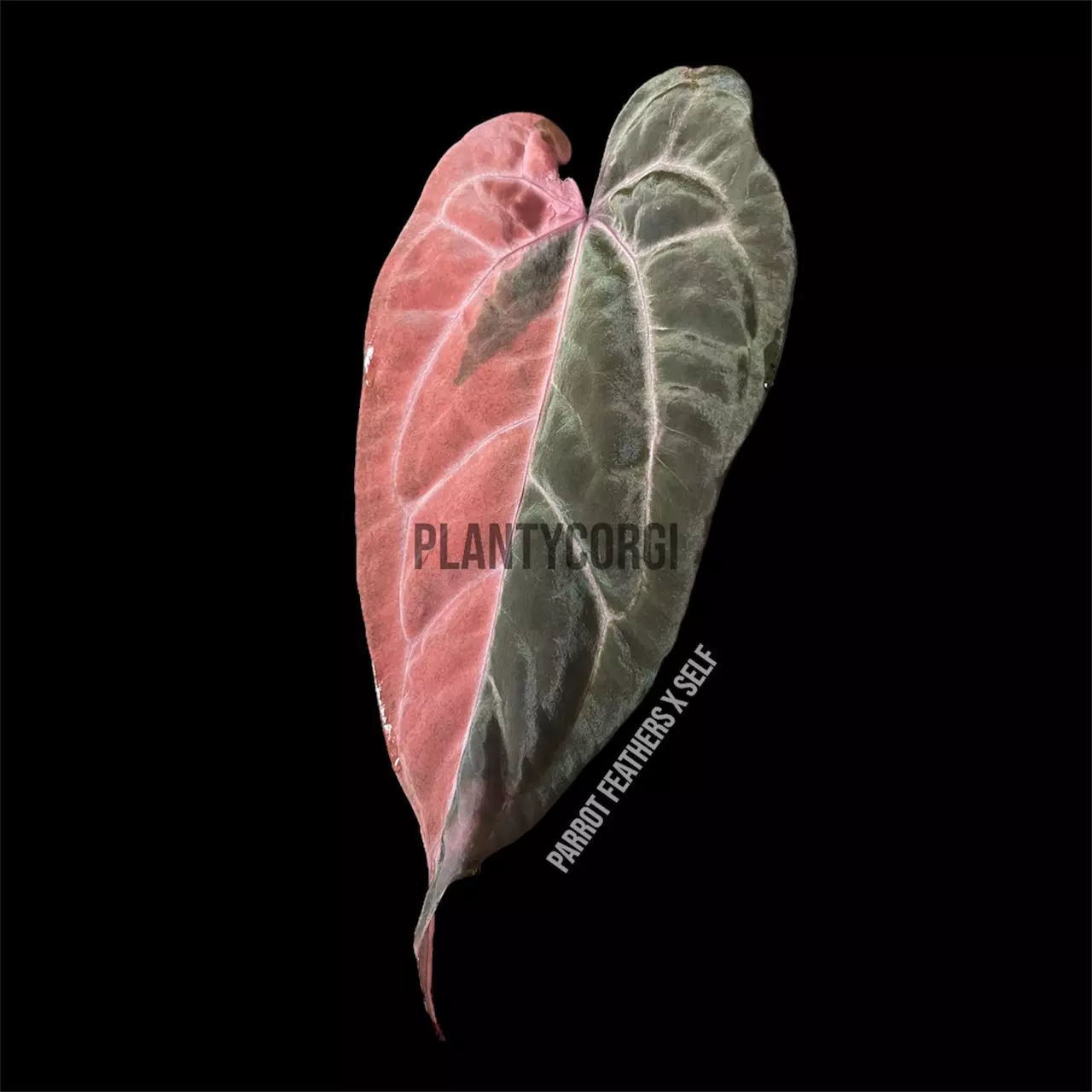 Variegated plants? Rare plants & more