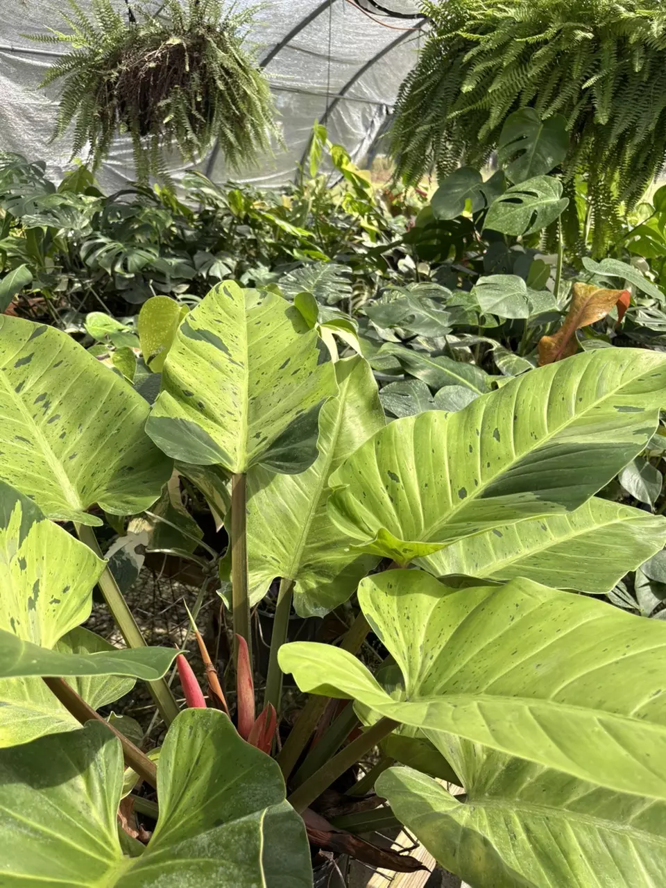 Low auctions, rare plants & giveaways! 🪴🌿🦄