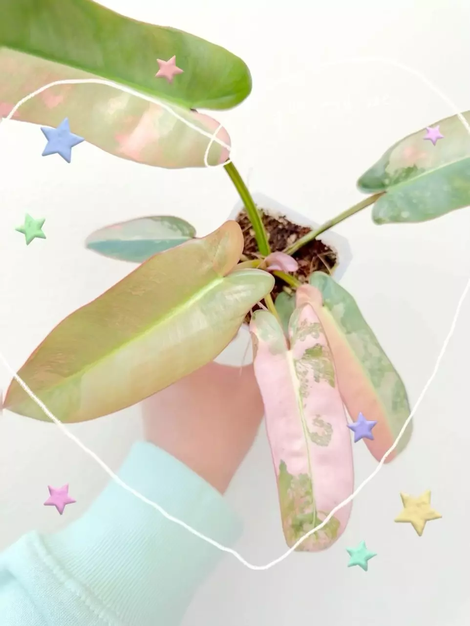 SparkJoyGarden Unicorn 🦄 $1000 Giveaway
