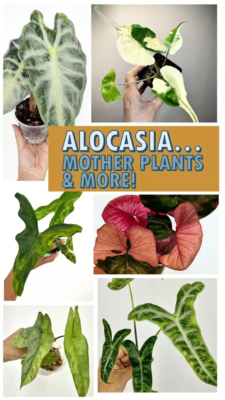 Alocasia:   Mother plants & More!