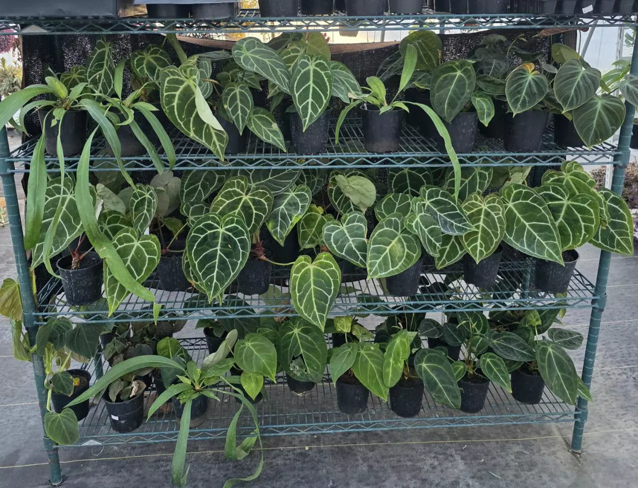 Big Anthuriums, Small Prices!