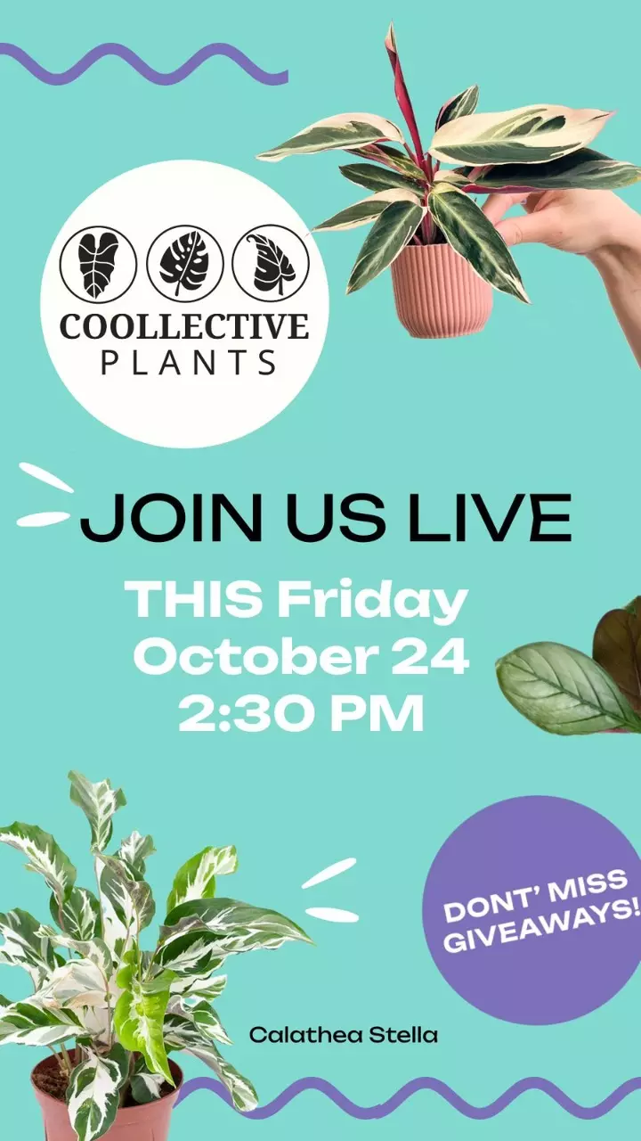 Join us live this Friday