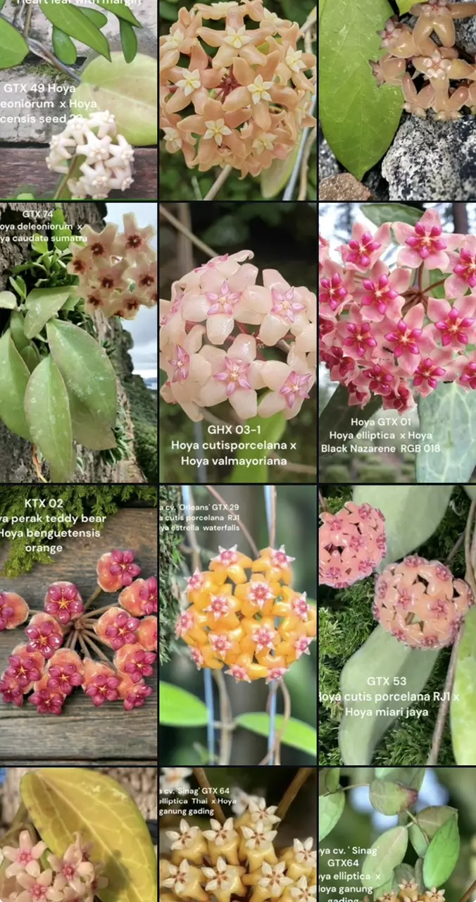 Hoyas and Alocasias mostly