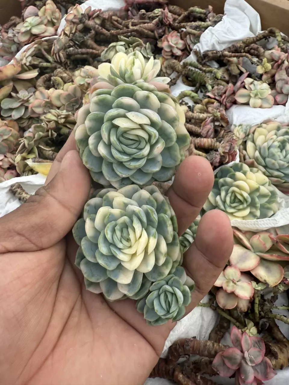 Cactus/Succulent/Aeonium Sale