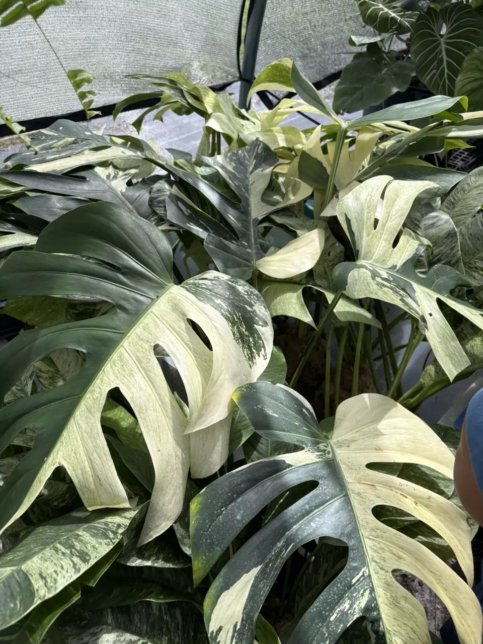 Low auctions, rare plants & giveaways! 🪴🌿🦄