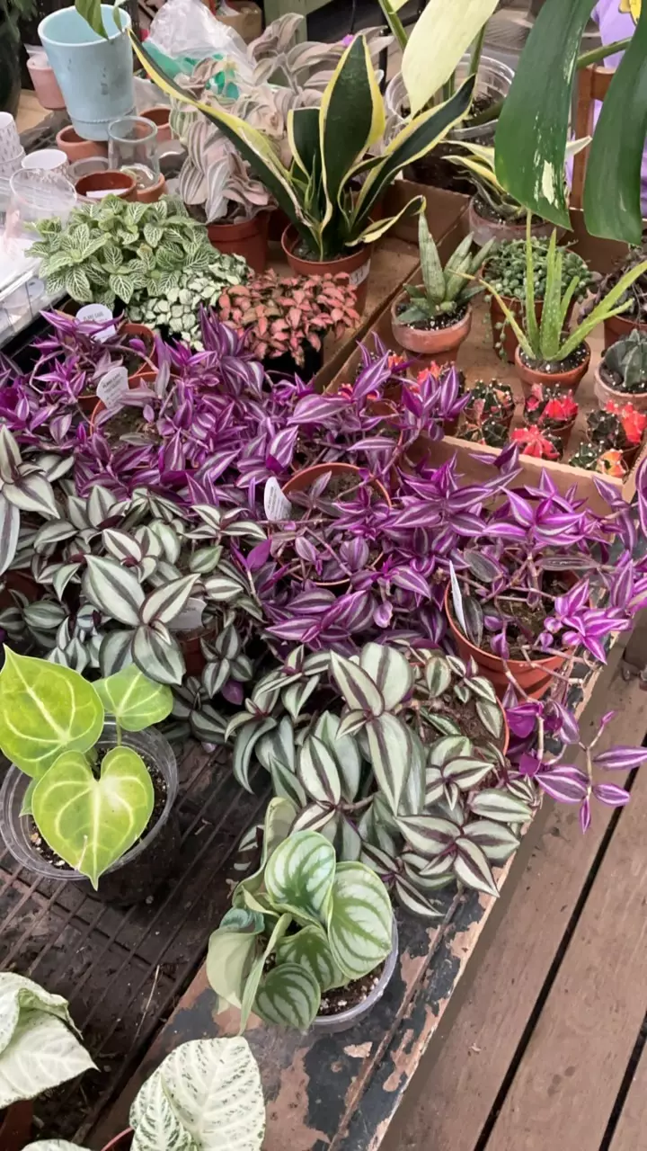 Clearance plants! Need room for restock!!