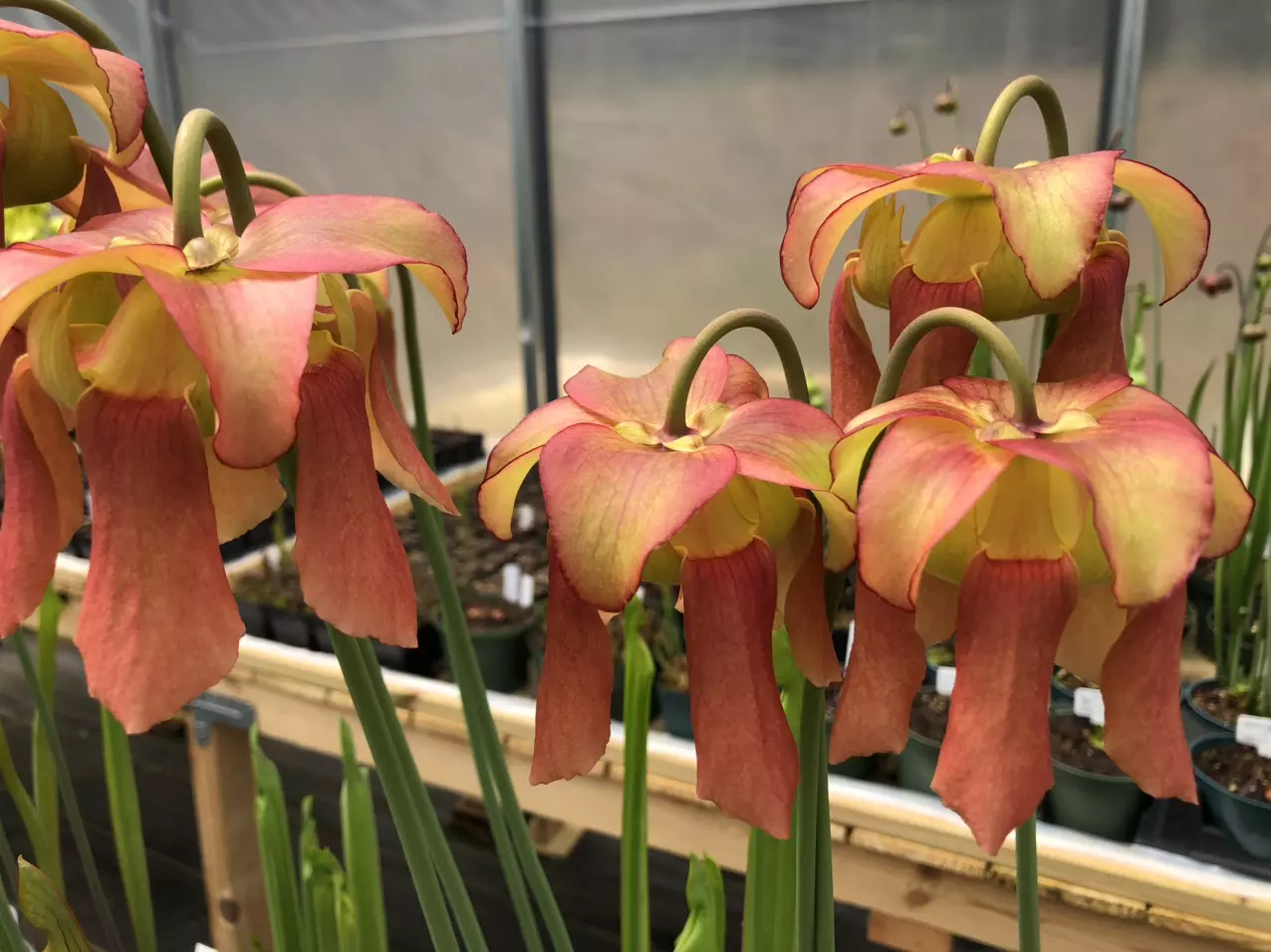 How to start Sarracenia seeds