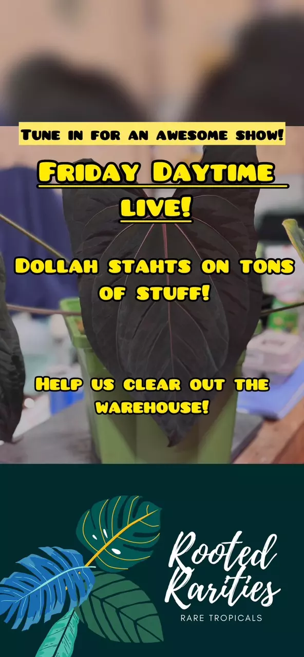 Warehouse Friday DAYLIGHT live