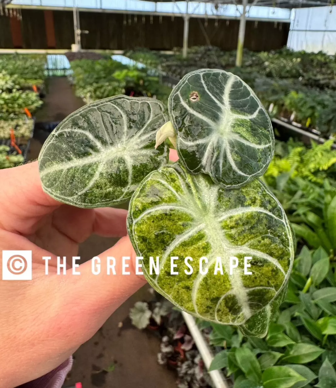 Everson has cheap alocasia ninja tricolor !!!!