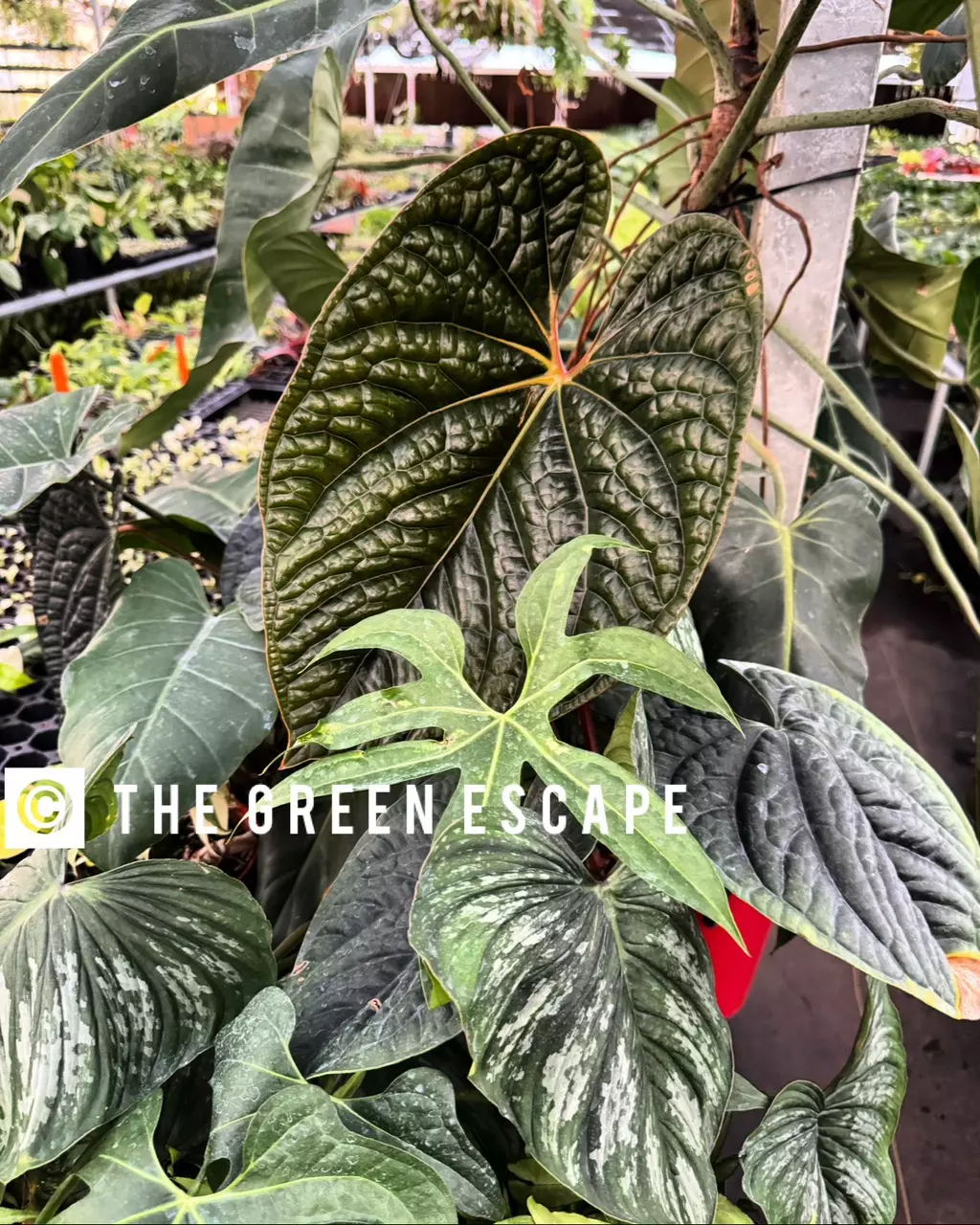 Kammie’s got anthurium luxurians $10 !!!
