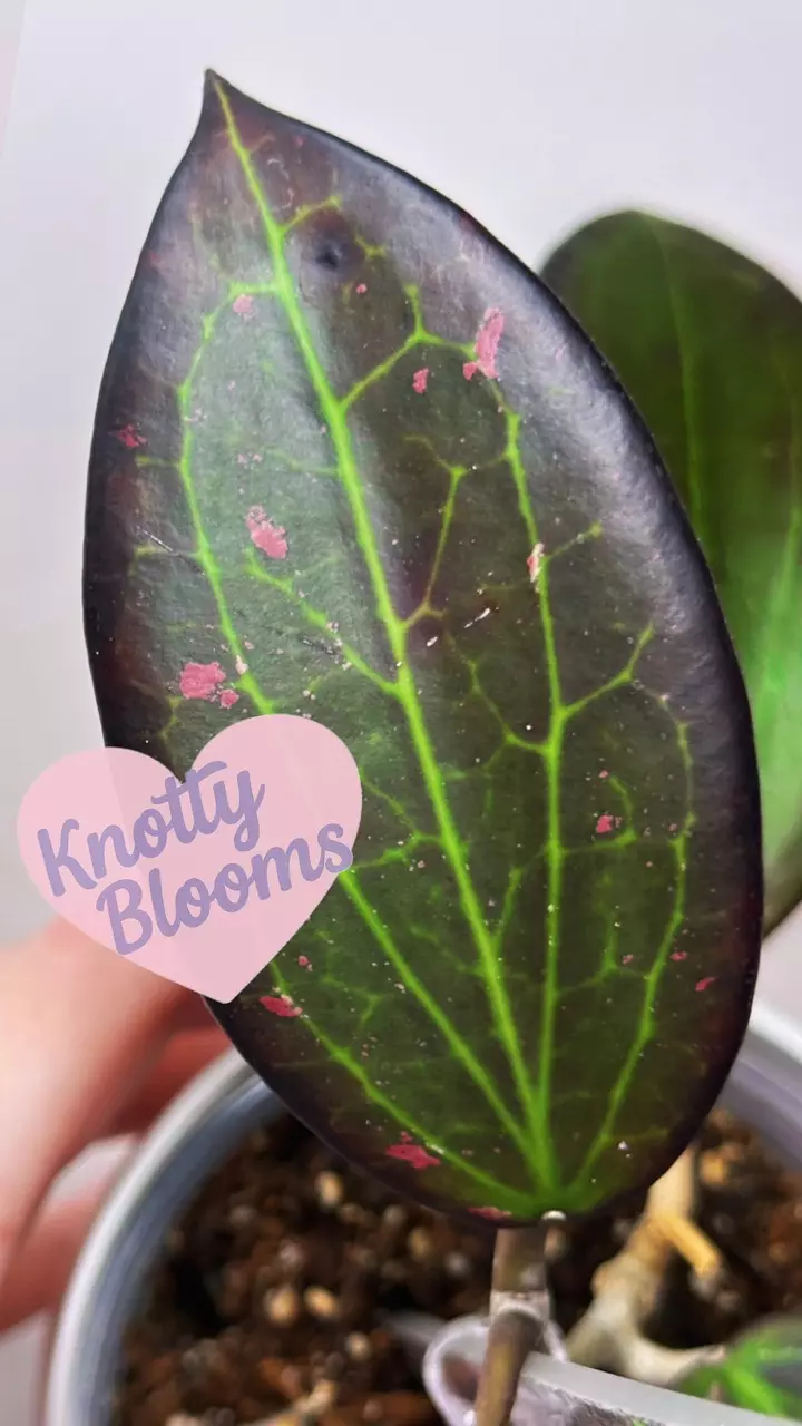 😈🌸HOYAS & CHILL 🤭🌸