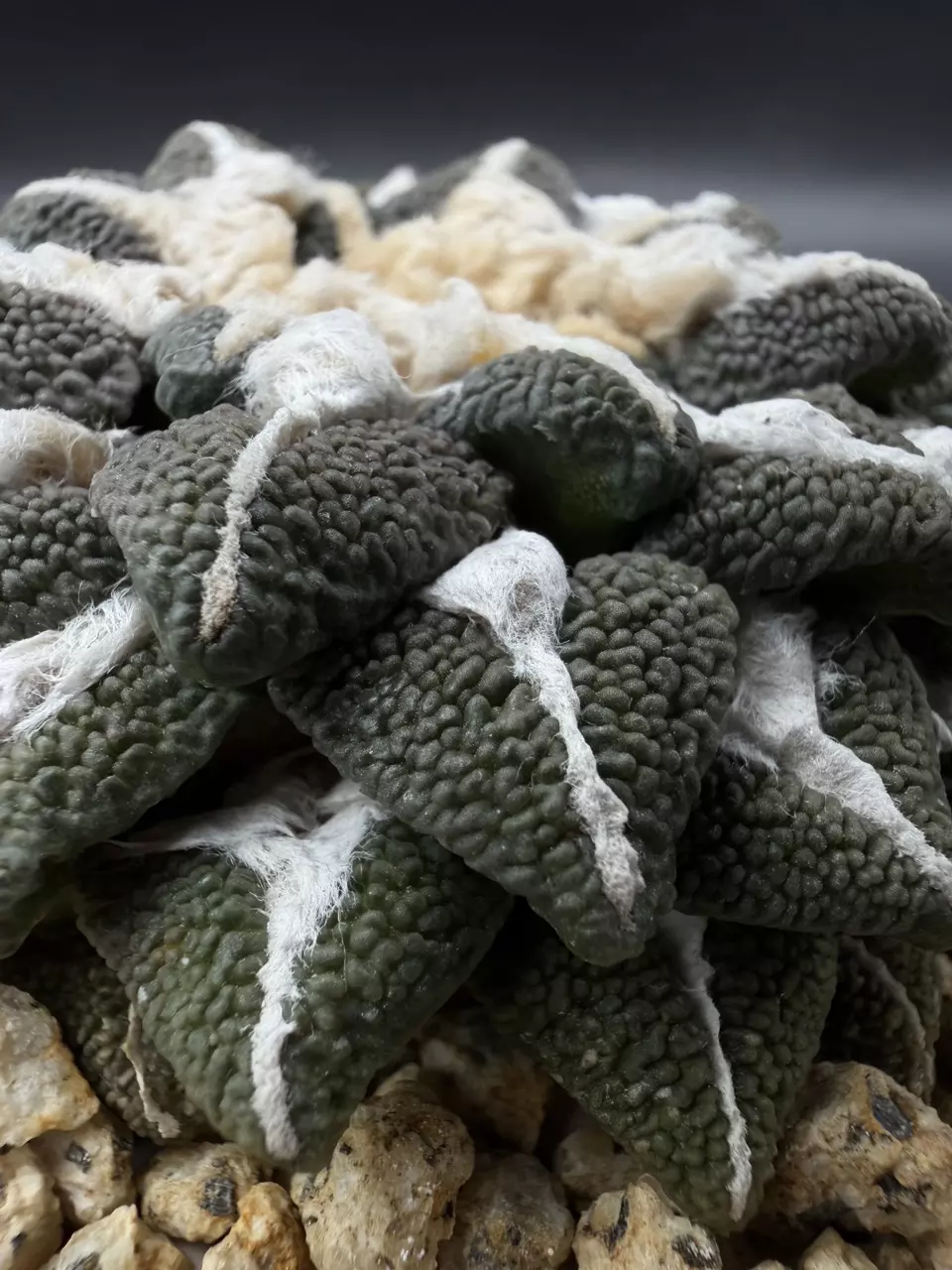 Caudex and Canceled Orders Sale