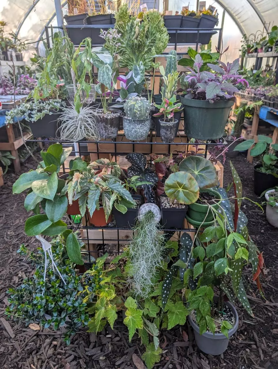 Newer Seller Planty Purge! Tons of cuttings too!