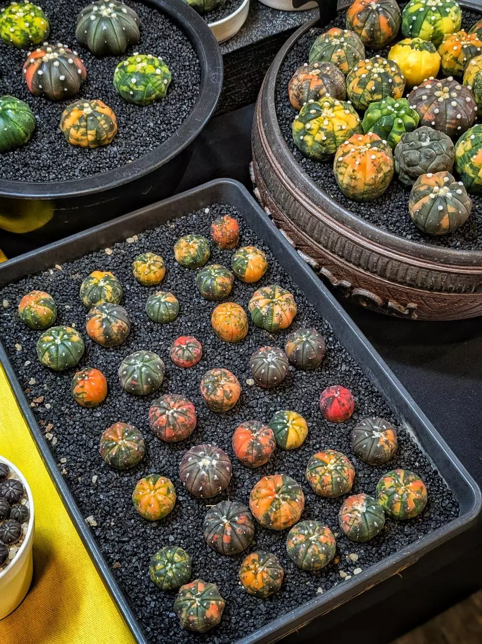 Small Colorful Astros and Gymnocalyciums 🌵🌿