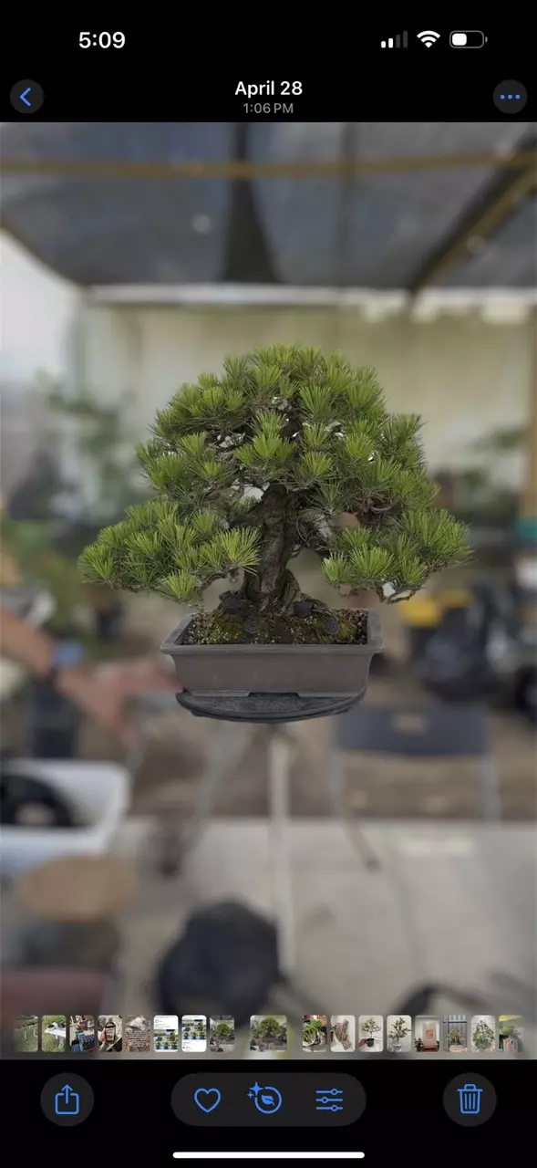 NEW Bonsai Trees , $1 Auctions & Giveaways!