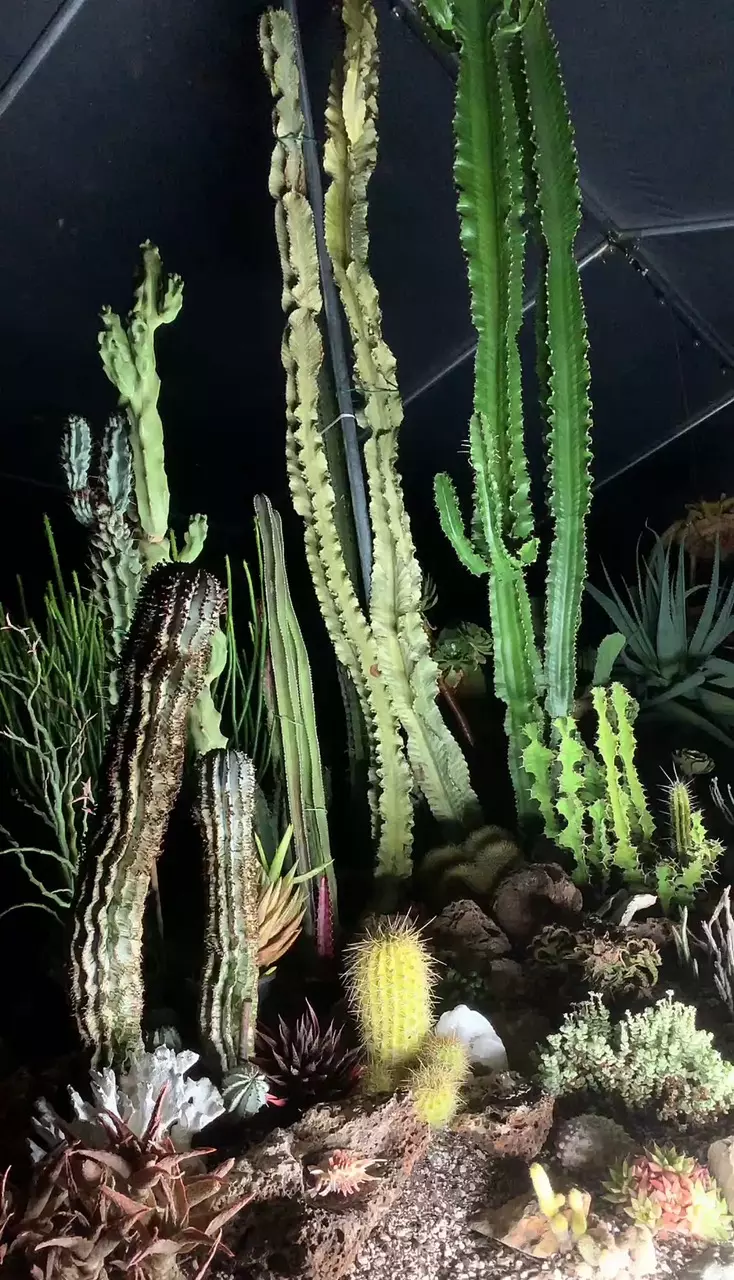 🌵LIVE ASMR FROM EUPHORBIA GREENHOUSE!!! 🌵