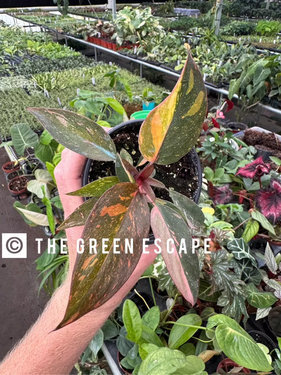 plant/Philodendron orange princess marble starter plant growers choice-0