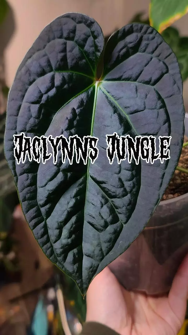 HOYA & ANTHURIUM LIVE AUCTION
