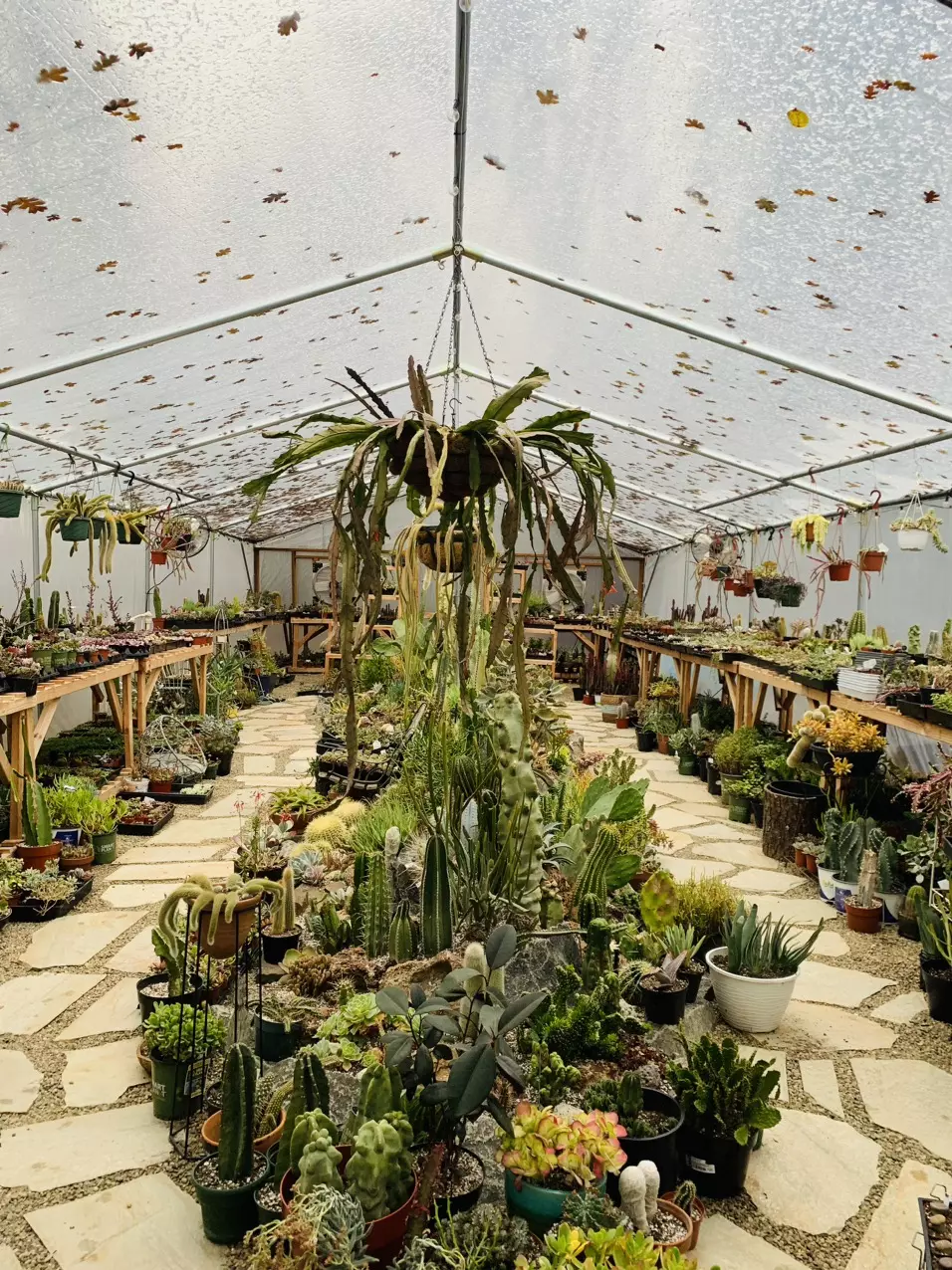🌵LIVE, FROM EUPHORBIA GREENHOUSE!!!🌵