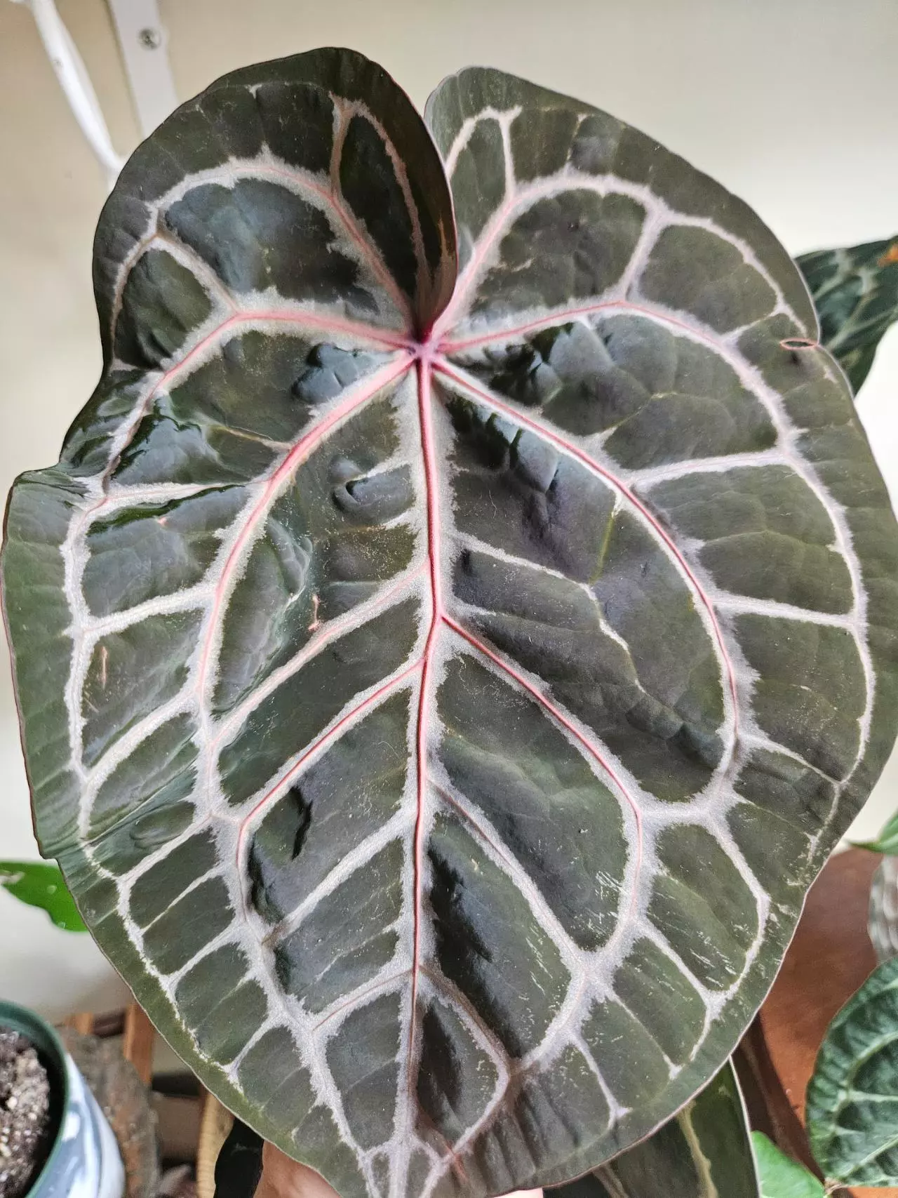 Anthurium seedlings, scindapsus, and hoyaa
