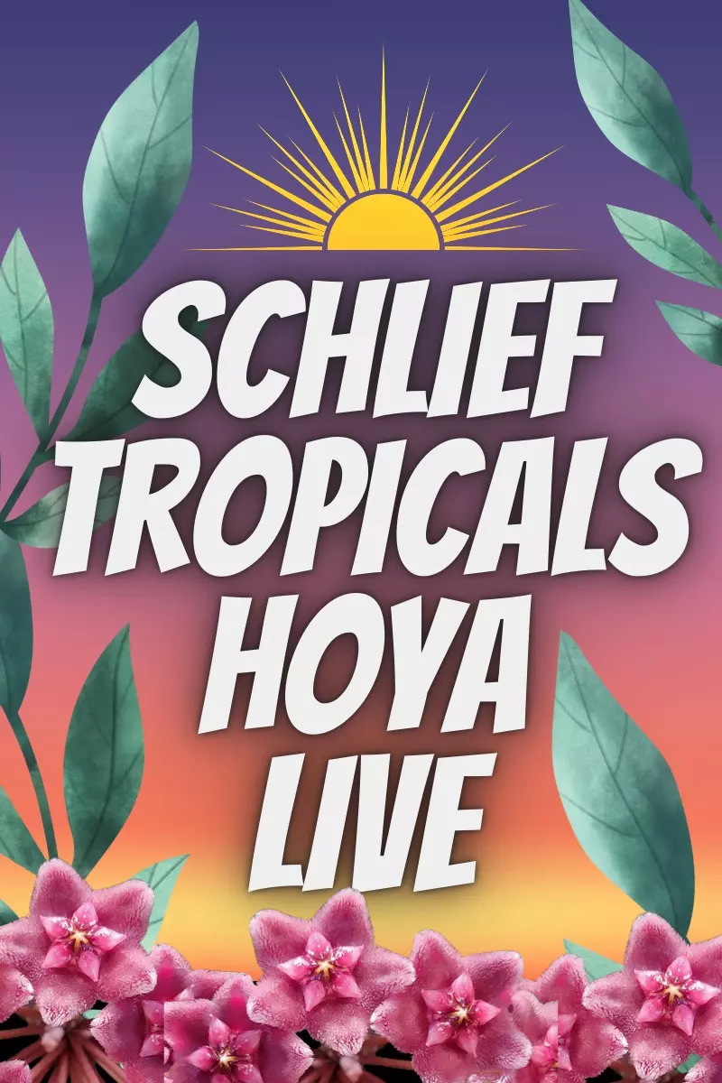 Schlief Tropicals Hoya Live