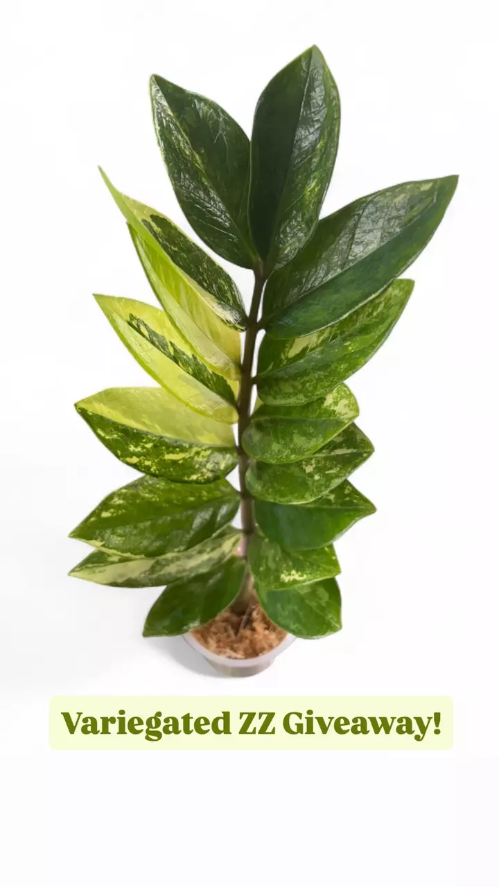 Plant fam, rally up! $1 plants unlock at
70+ in the Live 🌴