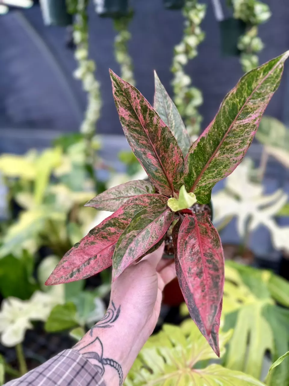 plant/Anthurium Renaissance-0