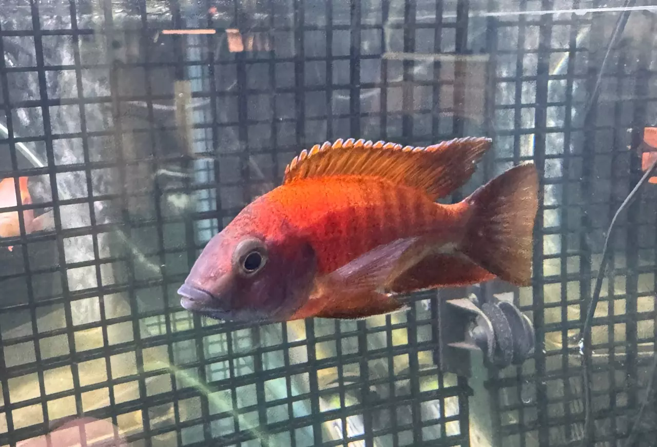 African Cichlids & Haps