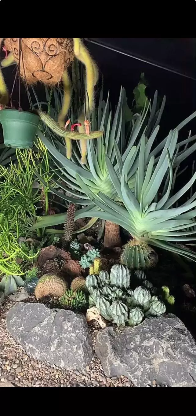 🌵ASMR LIVE FROM EUPHORBIA GREENHOUSE!!! 🌵