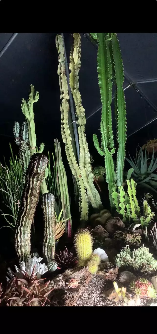 🌵ASMR LIVE FROM EUPHORBIA GREENHOUSE!!! 🌵